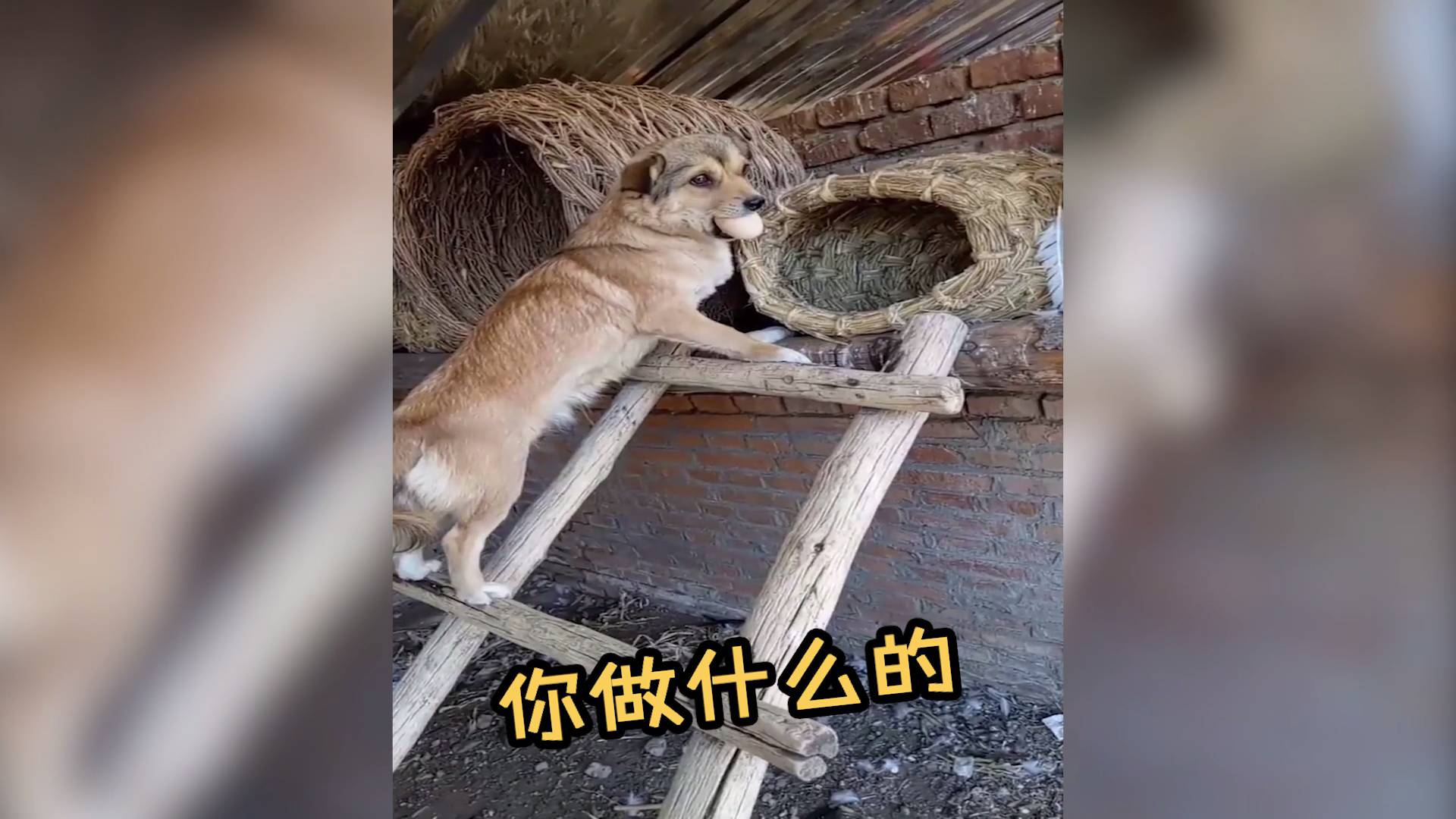 傻狗偷蛋被当场捕获,全网征集狗肉汤做法